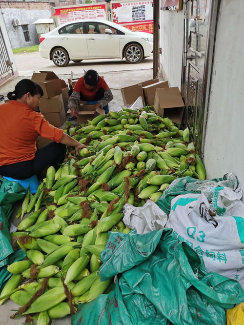 農產品開啟云銷售模式，助力戰疫扶貧攻堅